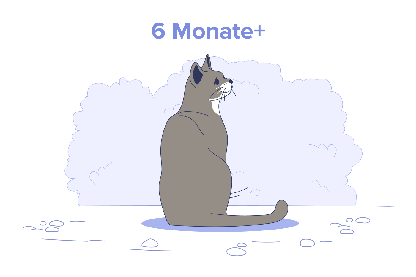6 Monate bis 10 Jahre alte Katzen