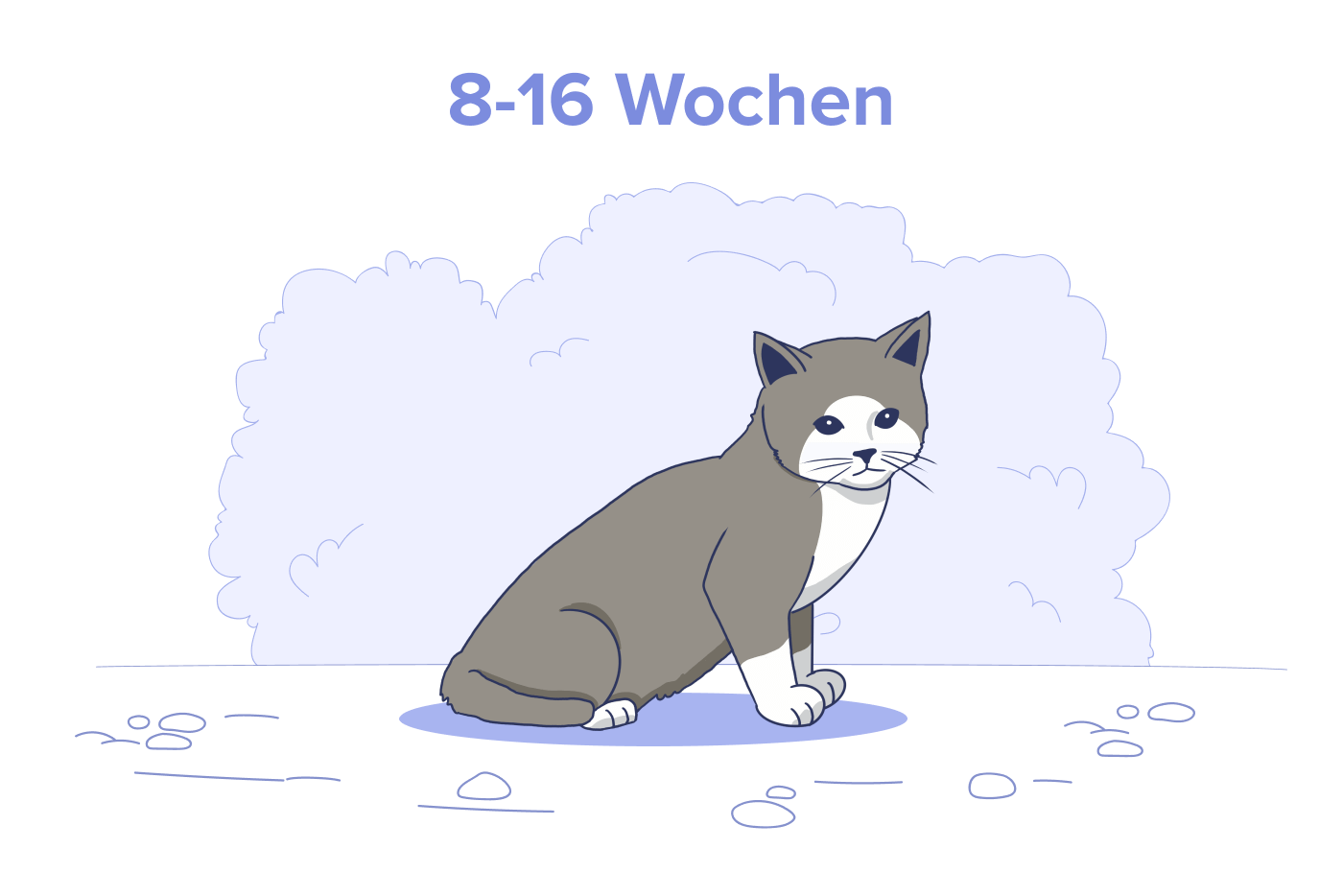 8 bis 16 Wochen altes Kätzchen