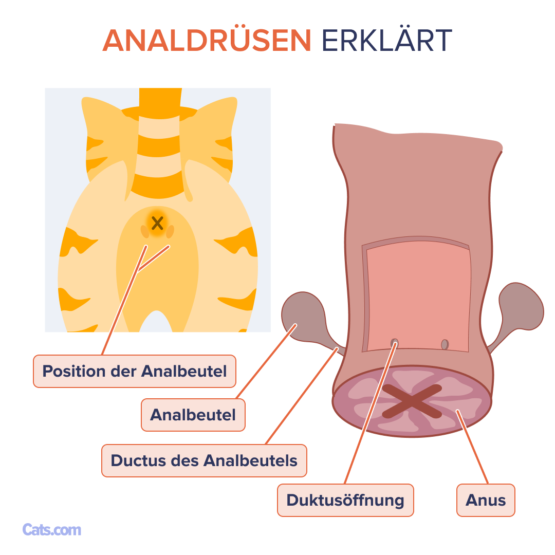 Was sind die Details der Analdrüsen?