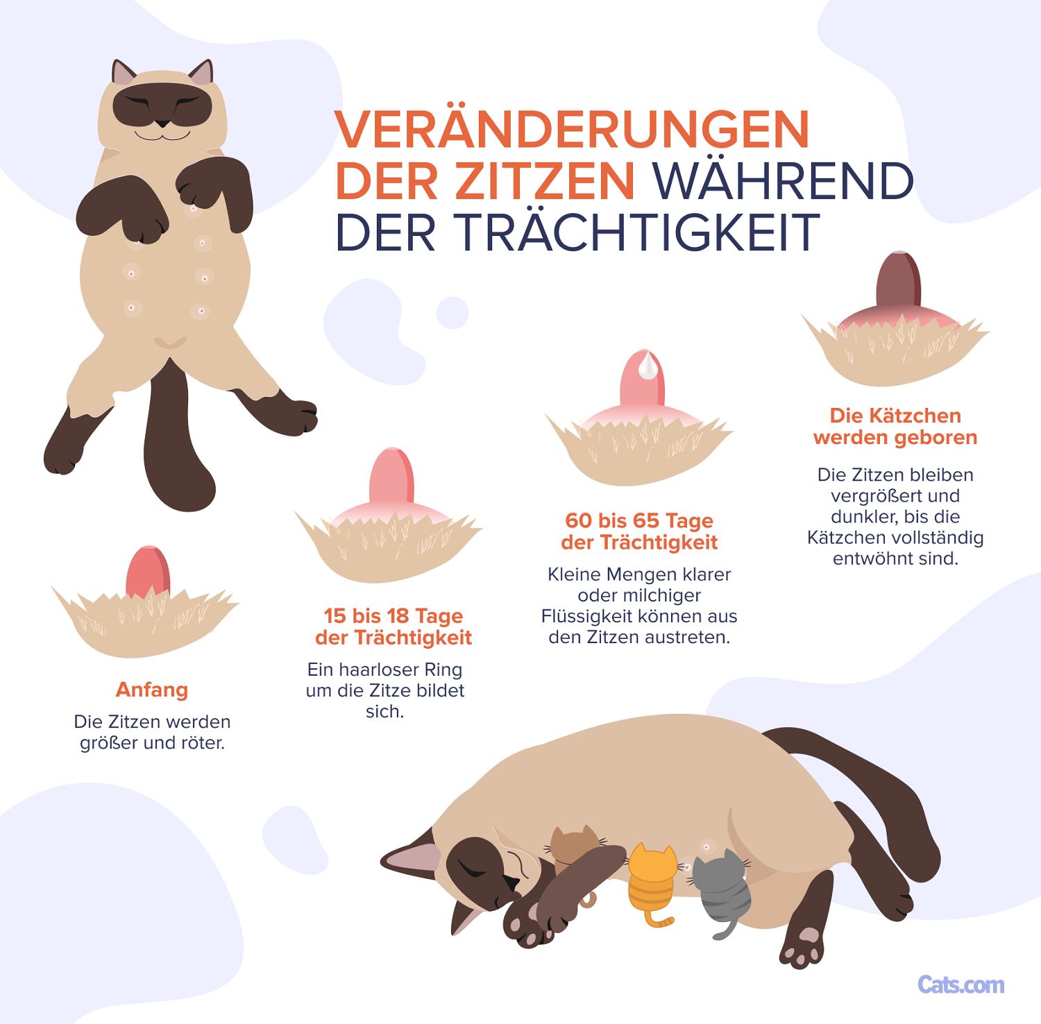 Brustwarzenveränderungen in der Schwangerschaft