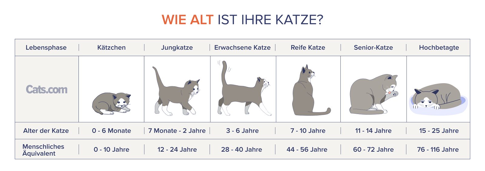 Katzenalterstabelle: Wie alt ist meine Katze?