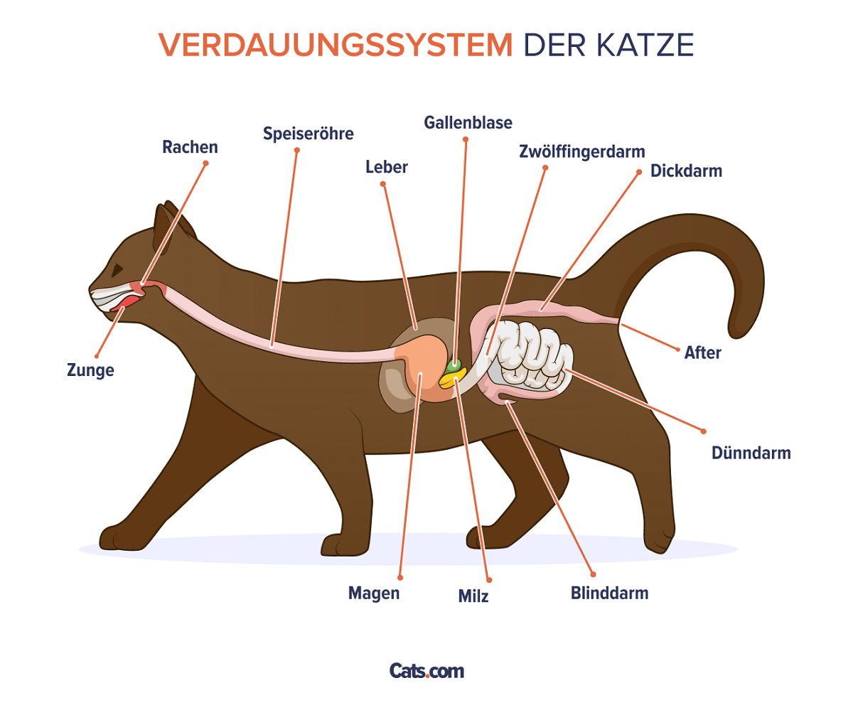 Anatomie des Verdauungstrakts bei Katzen