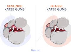 Blasses Zahnfleisch bei Katzen