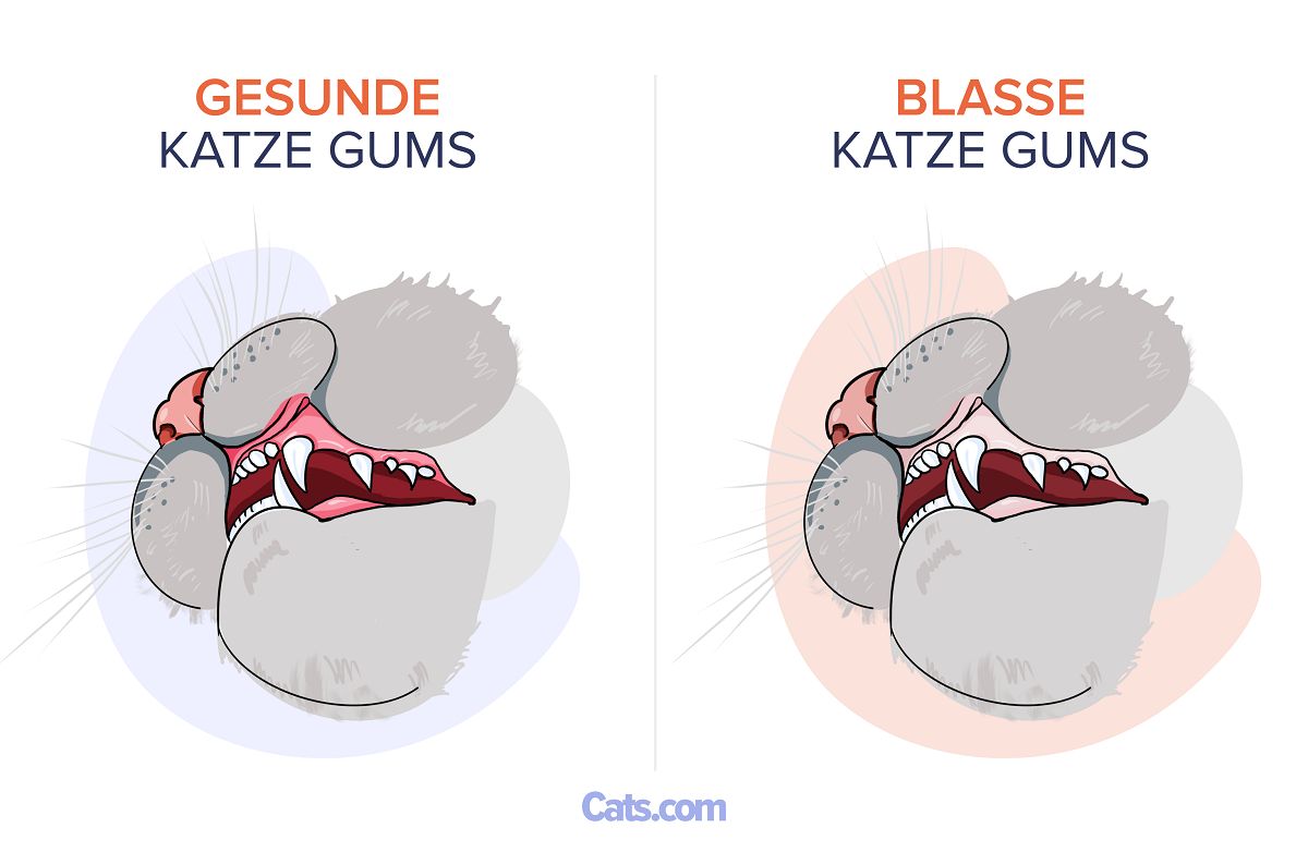 Blasses Zahnfleisch bei Katzen
