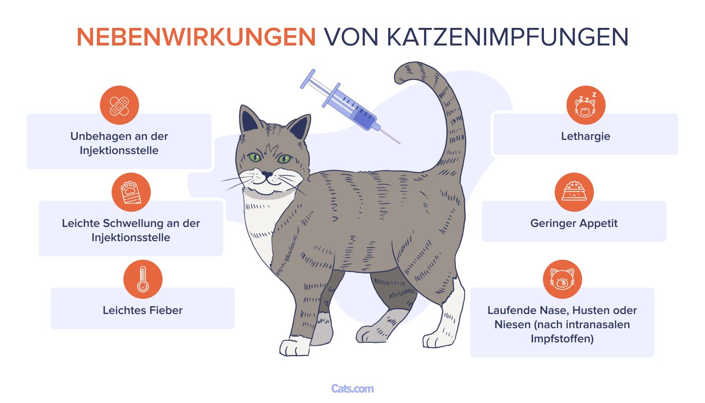 Nebenwirkungen der Katzenimpfung