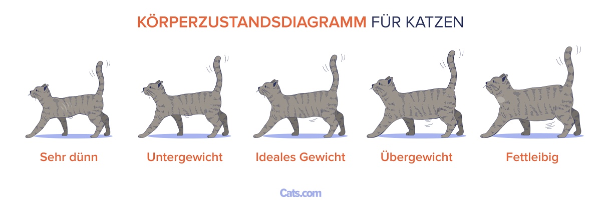Fettleibigkeitstabelle für Katzen