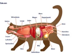 Een afbeelding gerelateerd aan katachtige organen, die mogelijk de anatomie van de interne organen van een kat illustreert.