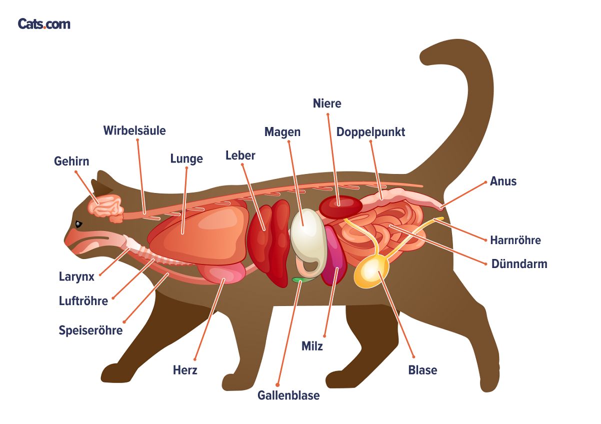 Een afbeelding gerelateerd aan katachtige organen, die mogelijk de anatomie van de interne organen van een kat illustreert.