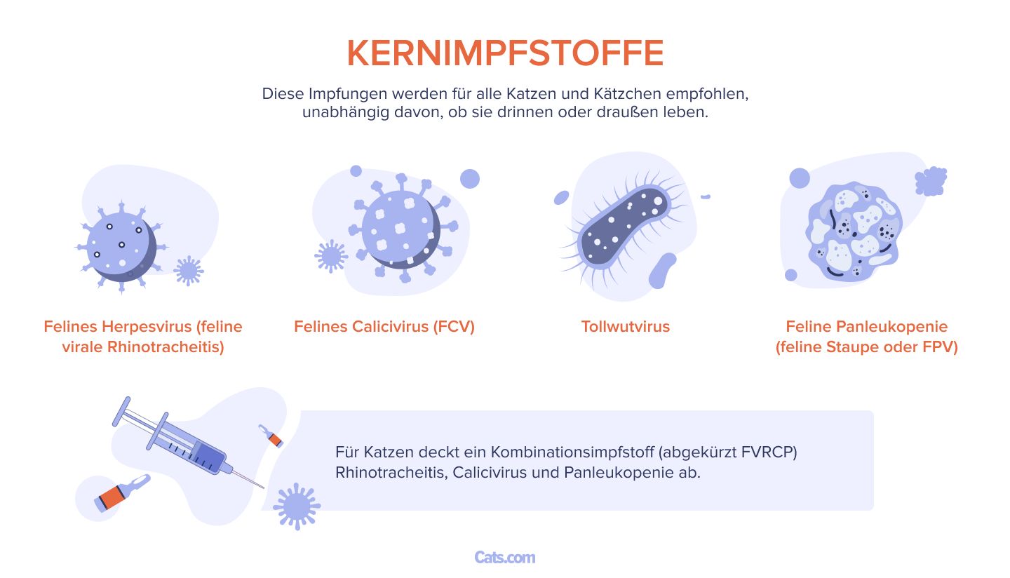 Welche Impfungen brauchen Katzen?