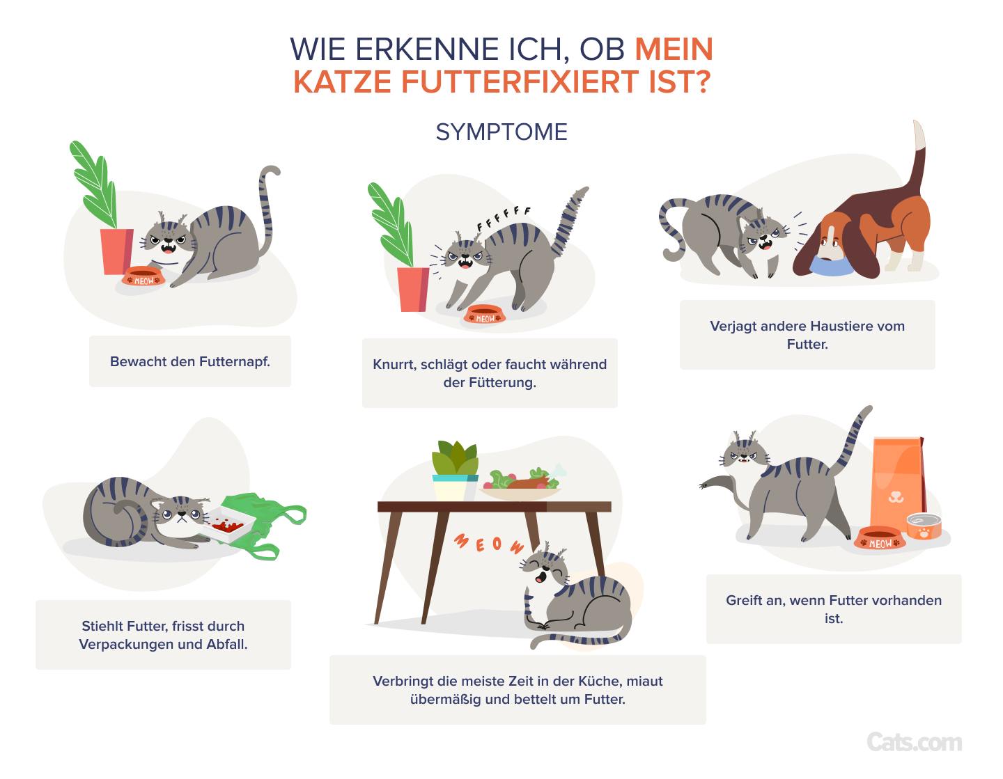 Wie erkenne ich, ob meine Katze futterbesessen ist