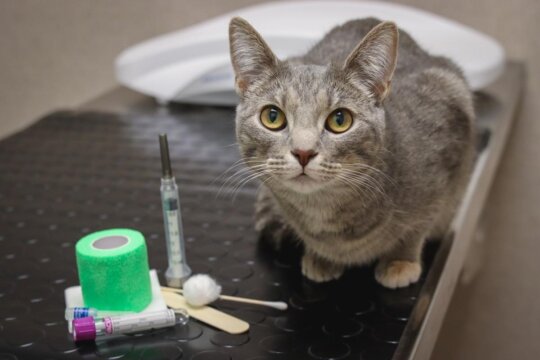 Wie oft sollte Ihre Katze zum Tierarzt gehen?