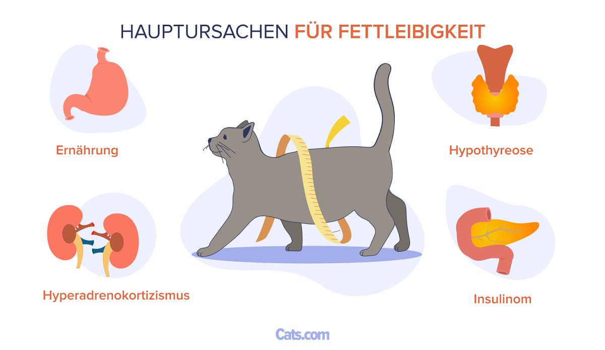 Hauptursachen für Fettleibigkeit