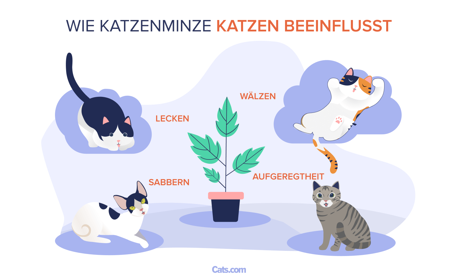 Welche Wirkung hat Katzenminze auf Katzen?