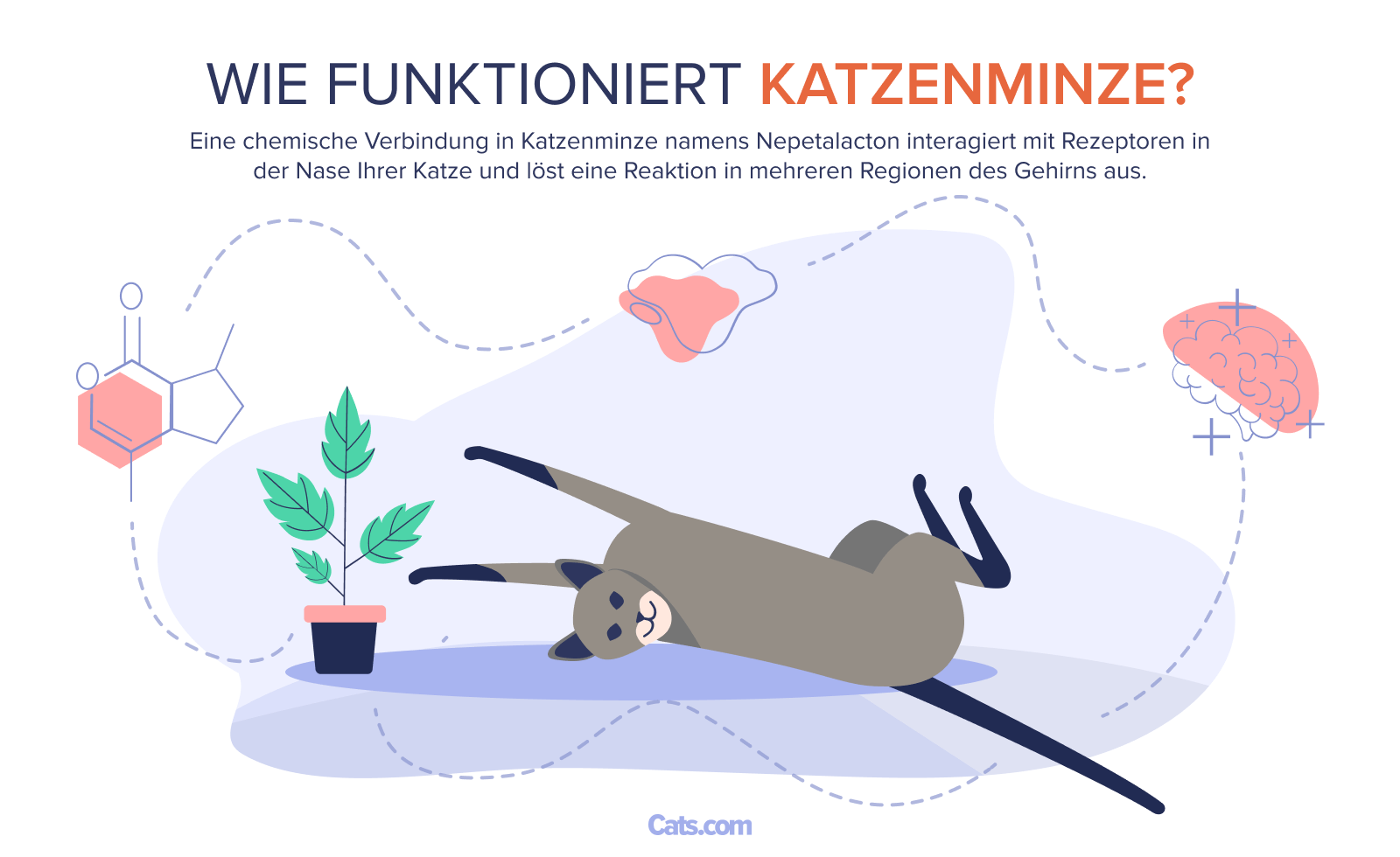 Wie wirkt Katzenminze?