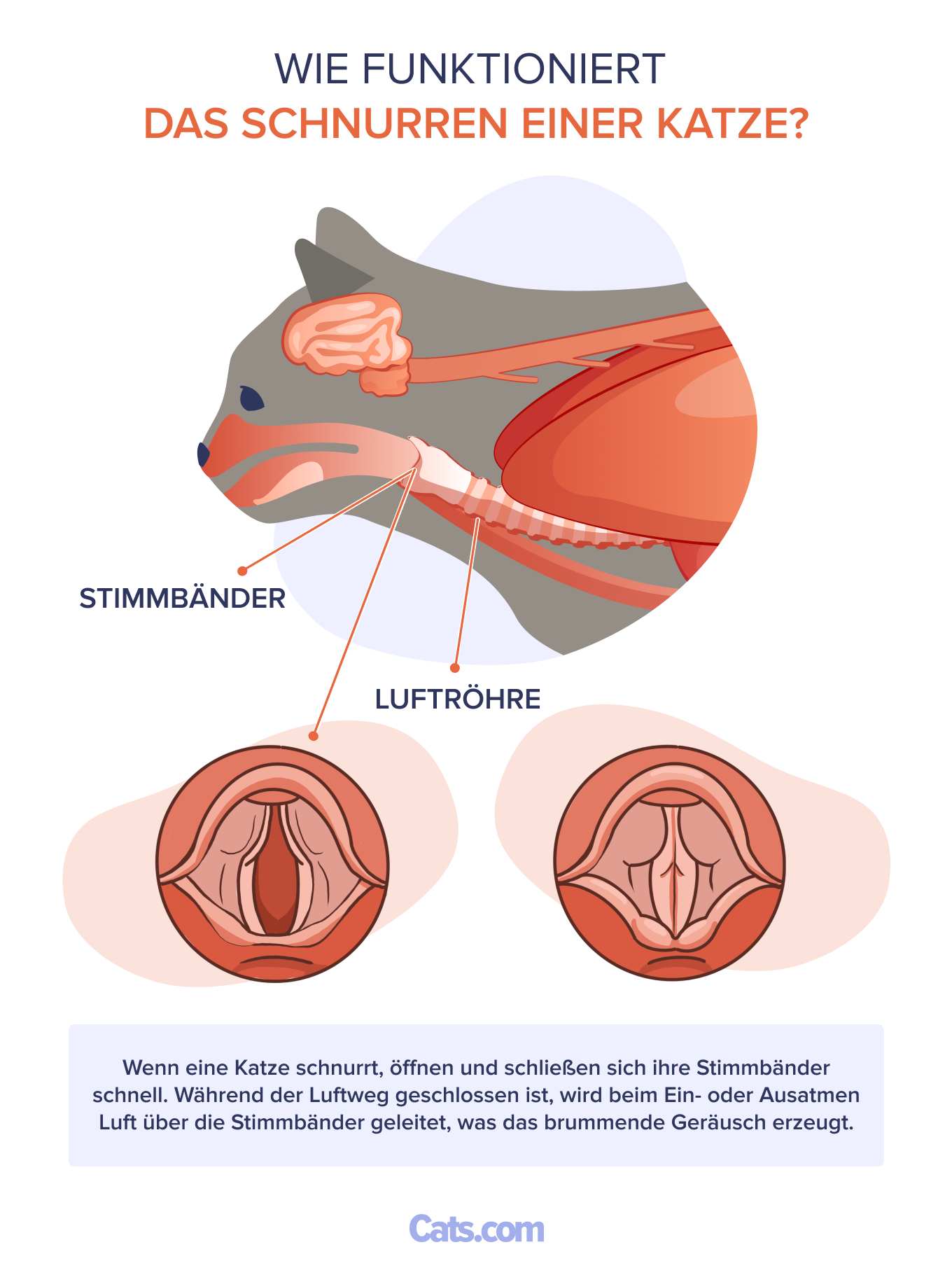 Wie das Schnurren einer Katze funktioniert (Anatomie und Diagramm)