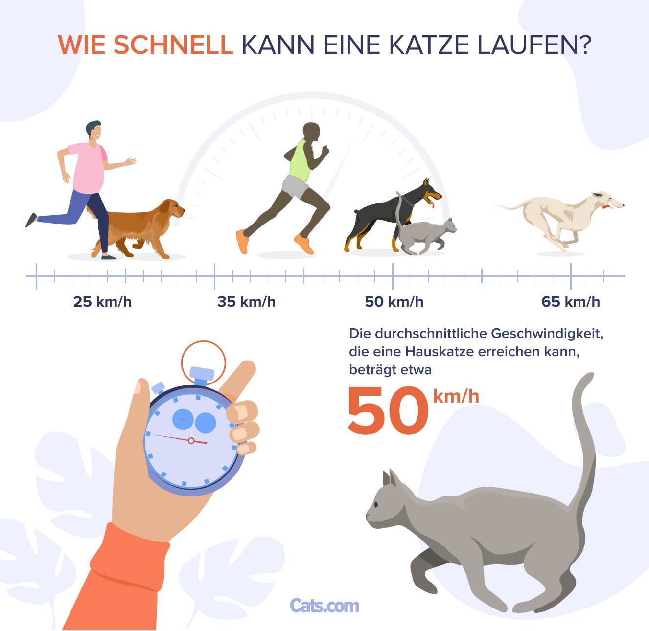 Wie schnell kann eine Katze laufen