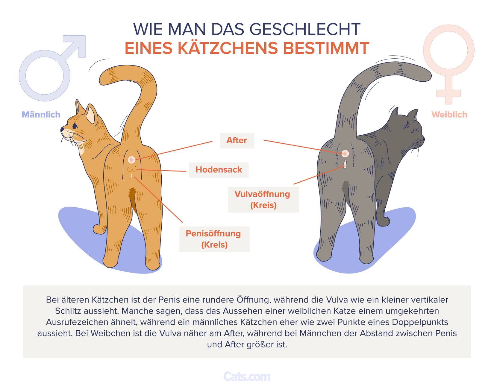 Das Geschlecht von Kätzchen bestimmen