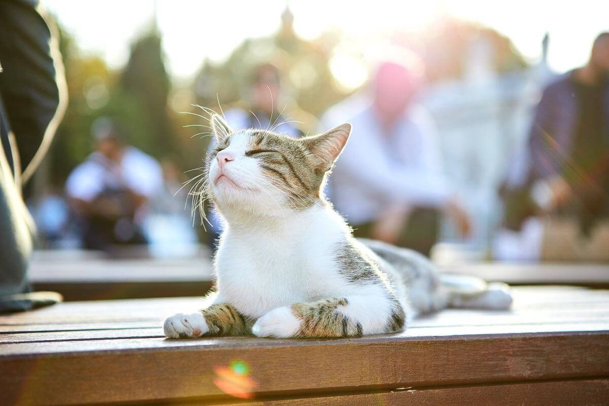 Kat op straat van Istanbul, Turkije