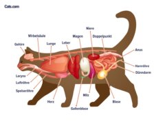 Katzenorgane