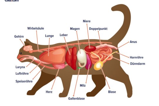 Anatomiehandbuch für Katzen