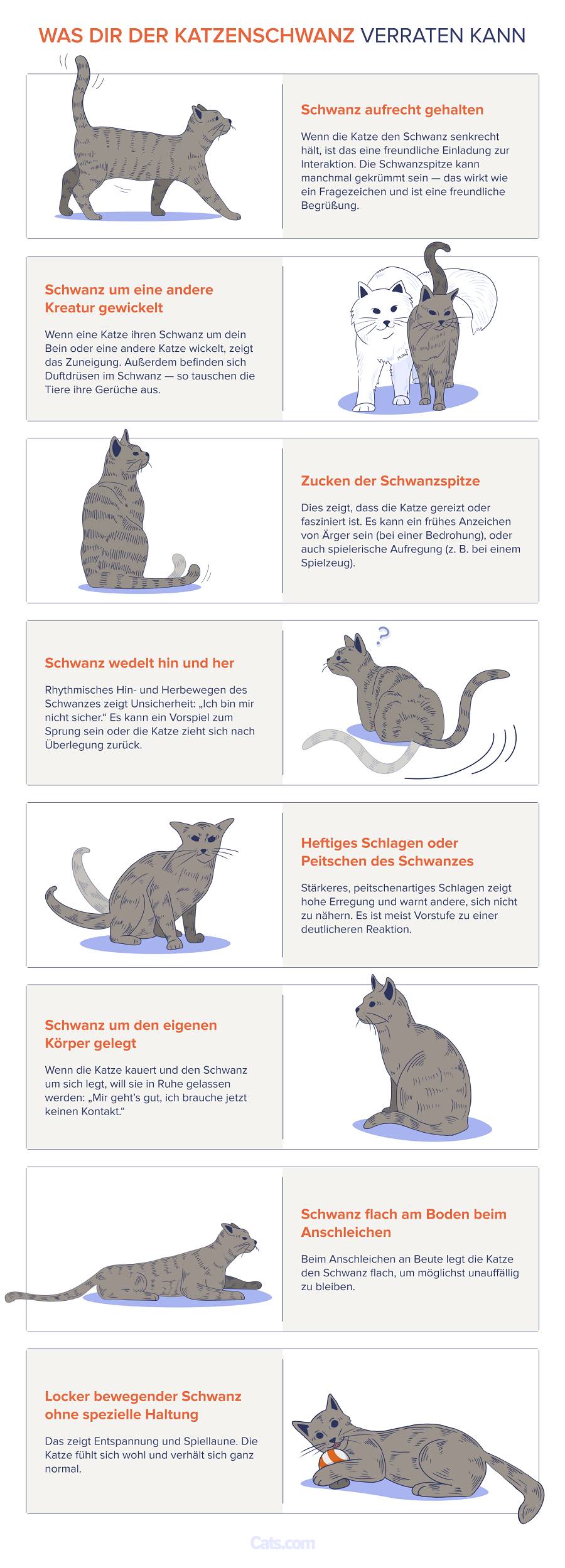 Katzenschwanzsprache