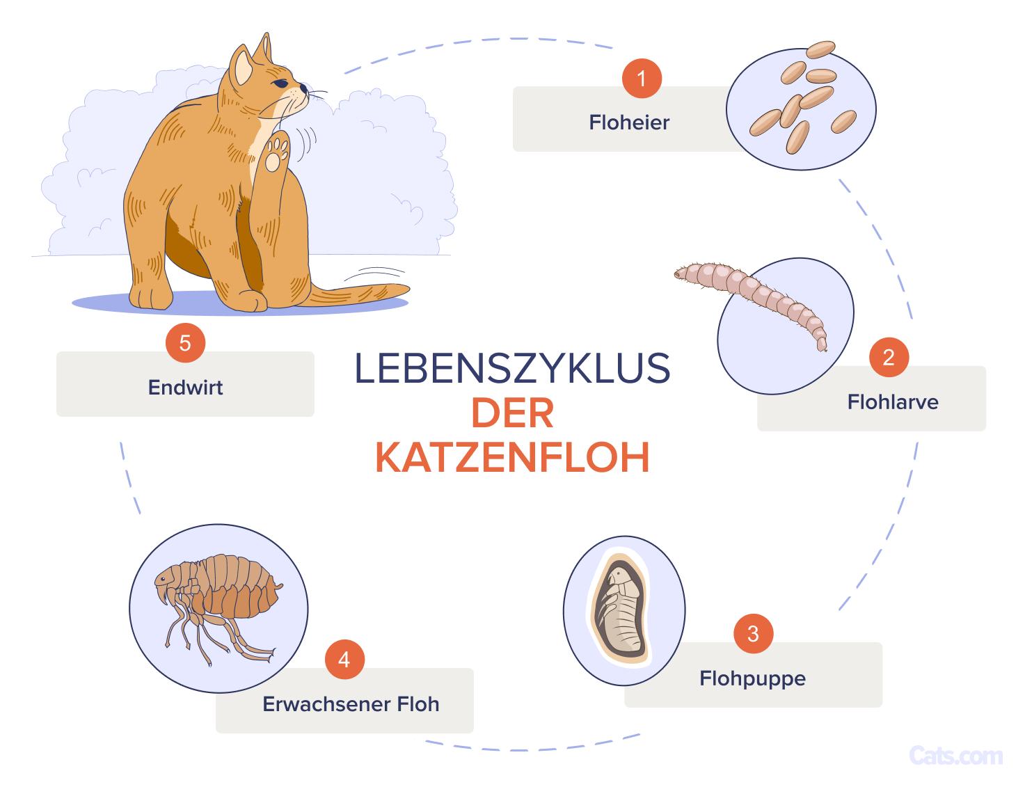 Ursachen für Flöhe bei Katzen