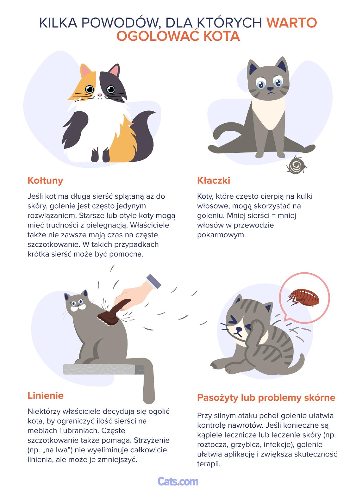 Gründe, das Fell einer Katze zu trimmen
