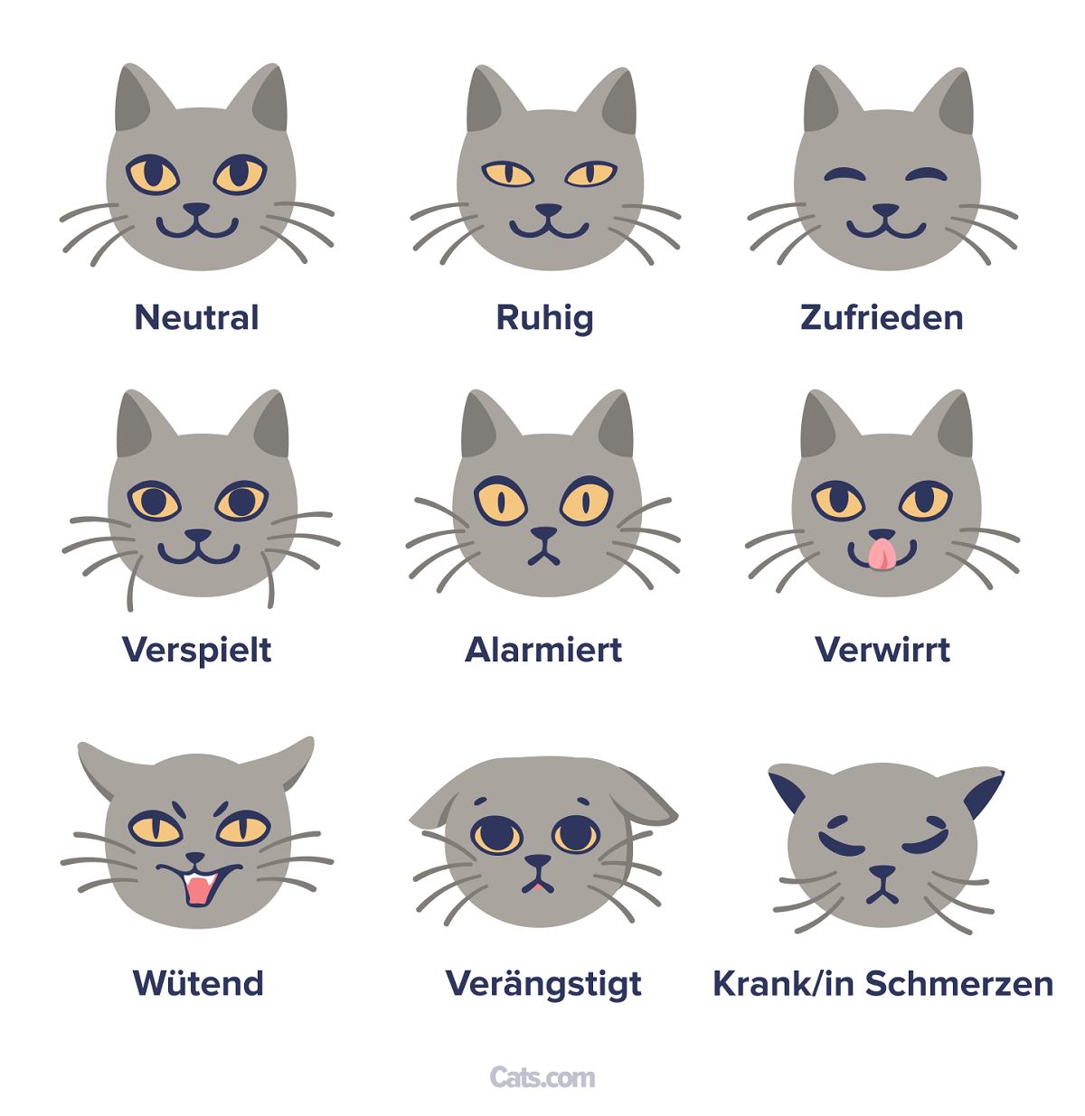 Schnurrhaare