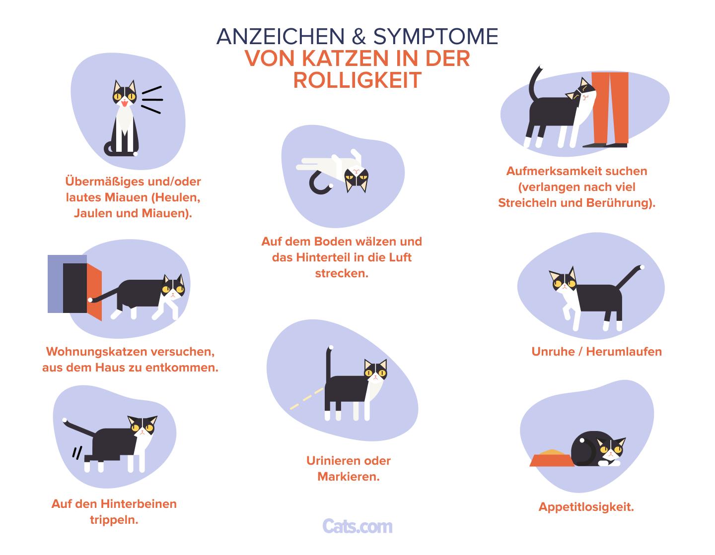 8 Anzeichen dafür, dass Ihre Katze rollig ist