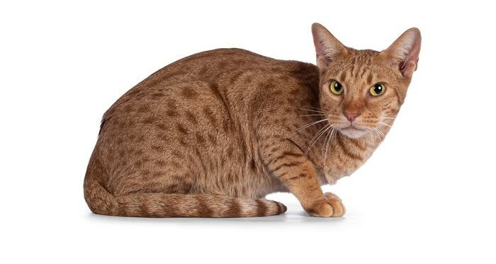 Spitzmaulkatze
