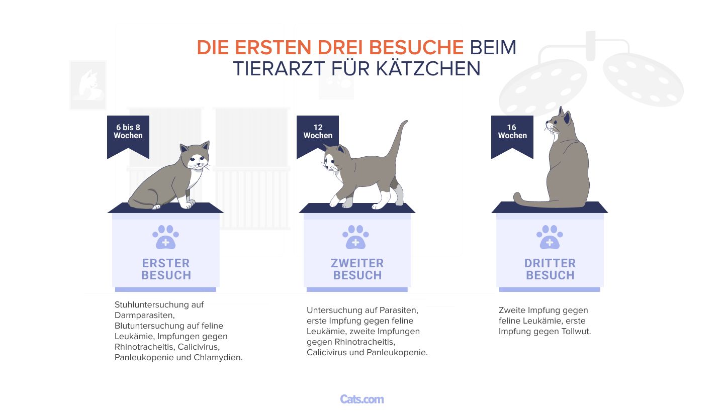 Die ersten drei Tierarztbesuche für Kätzchen.