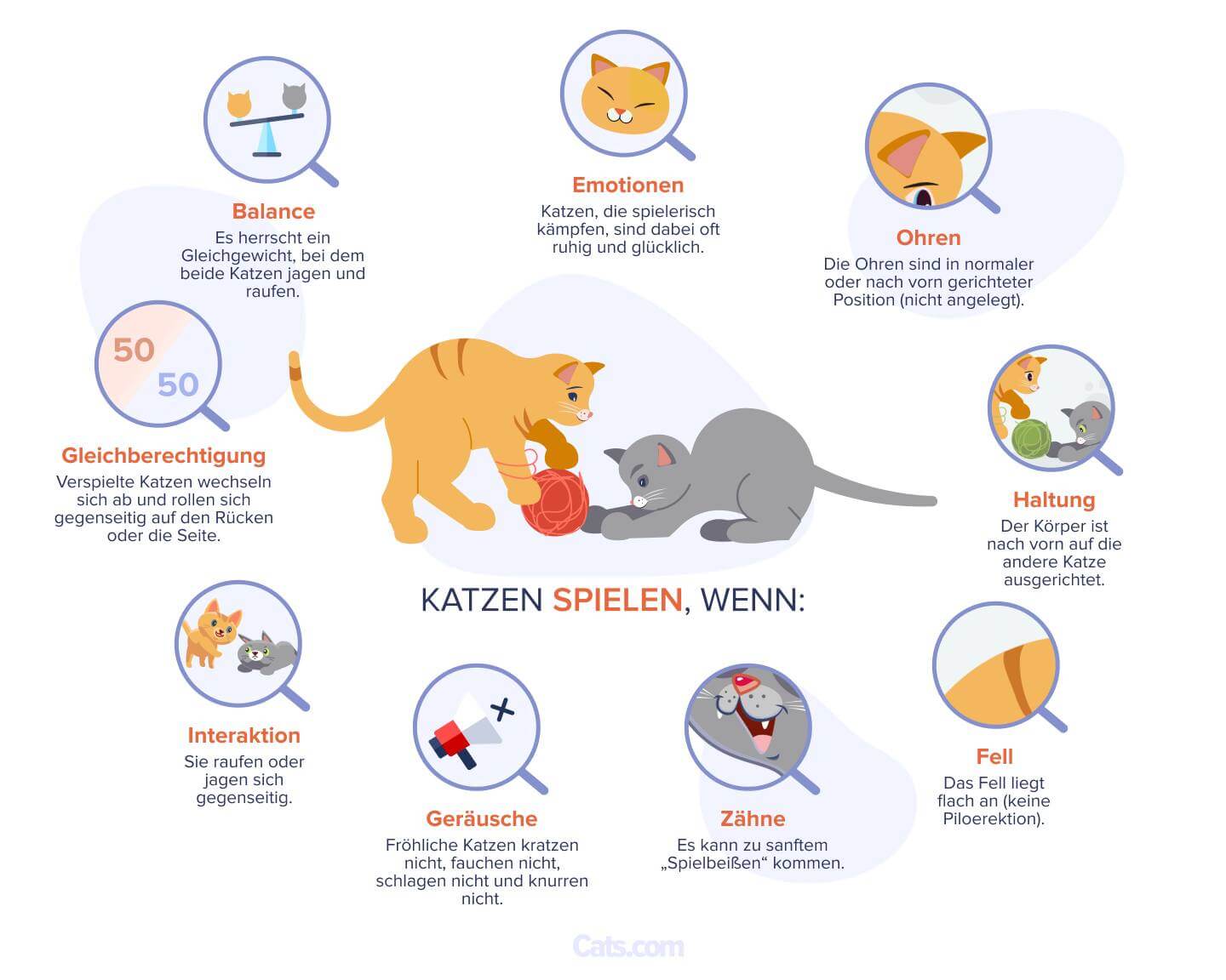 Anzeichen dafür, dass Ihre Katzen spielen