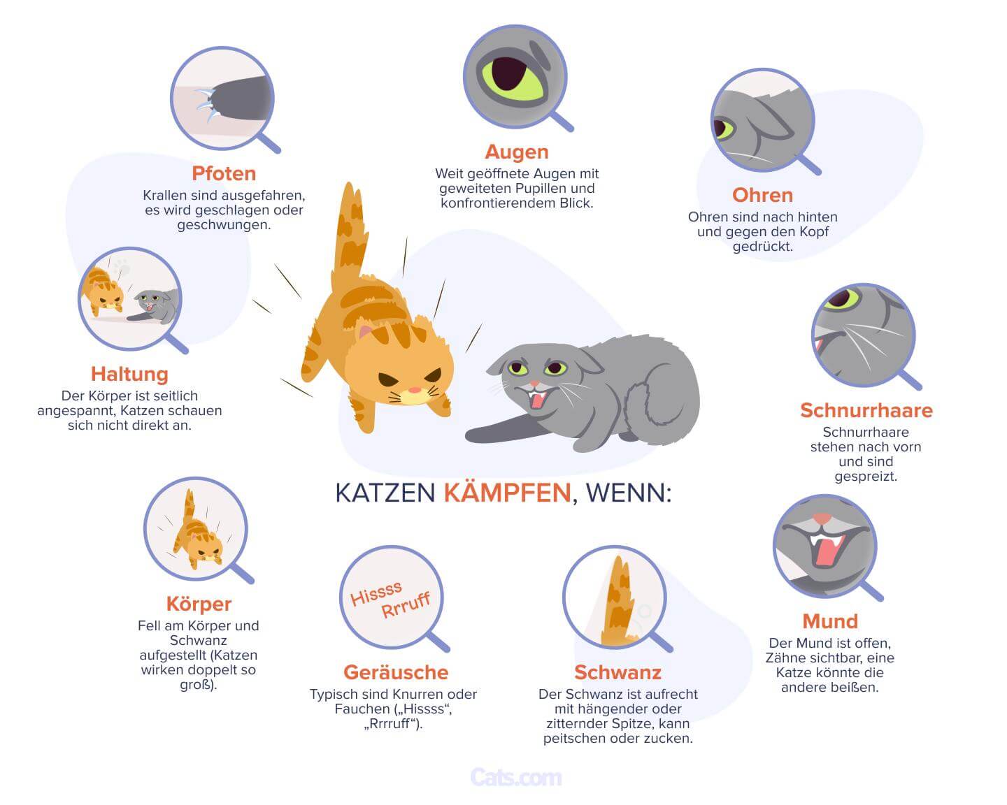 Anzeichen dafür, dass Ihre Katzen kämpfen:
