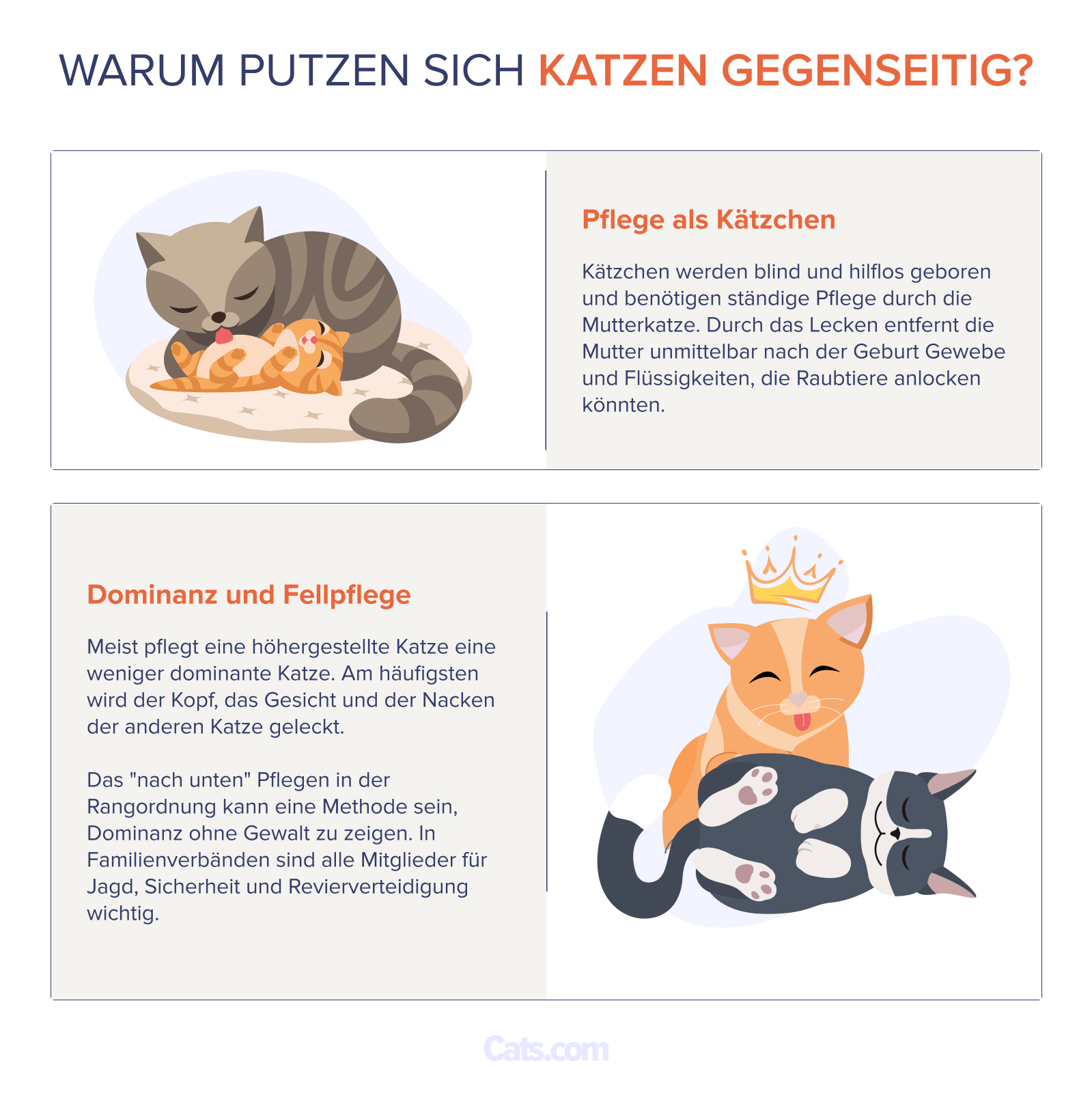 Warum lecken sich Katzen gegenseitig?