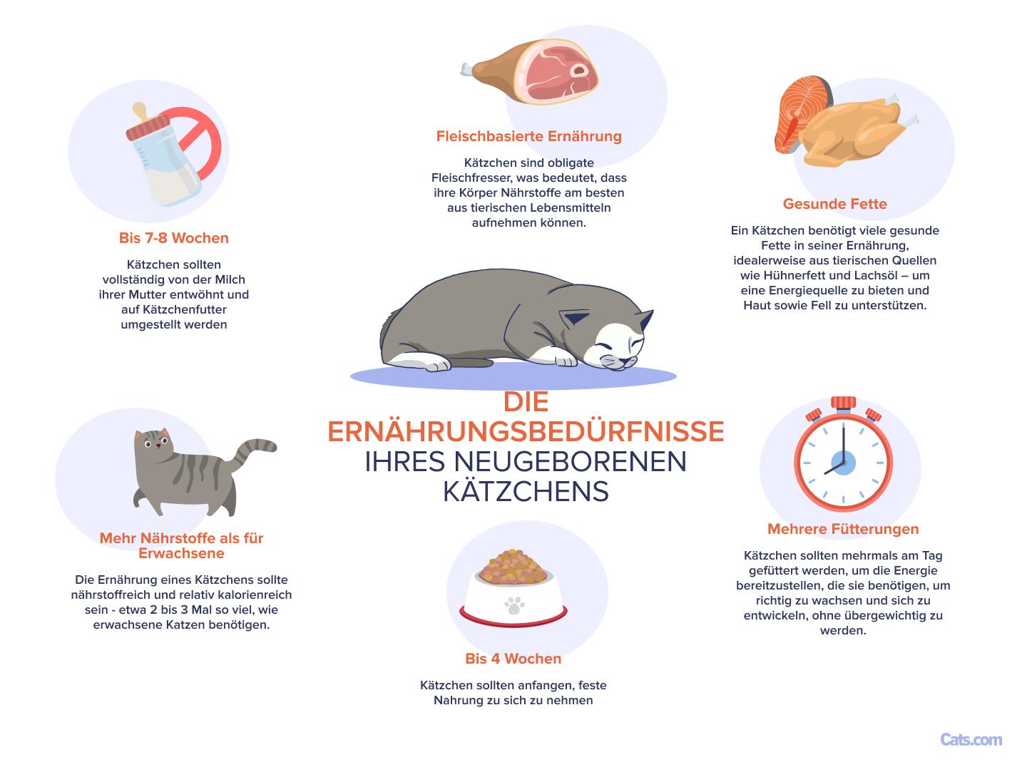 Bild zum Verständnis der Ernährungsbedürfnisse neugeborener Kätzchen.