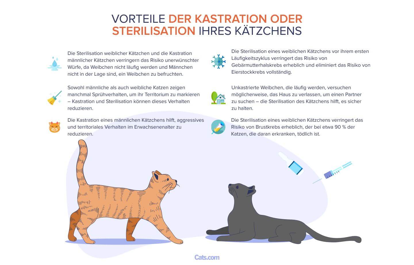 Bild, in dem die Vorteile der Kastration Ihres Kätzchens erläutert werden.