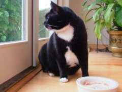 black indoor cat in front of cat food