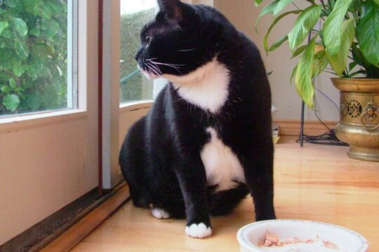 Wie viel Futter braucht eine Katze?