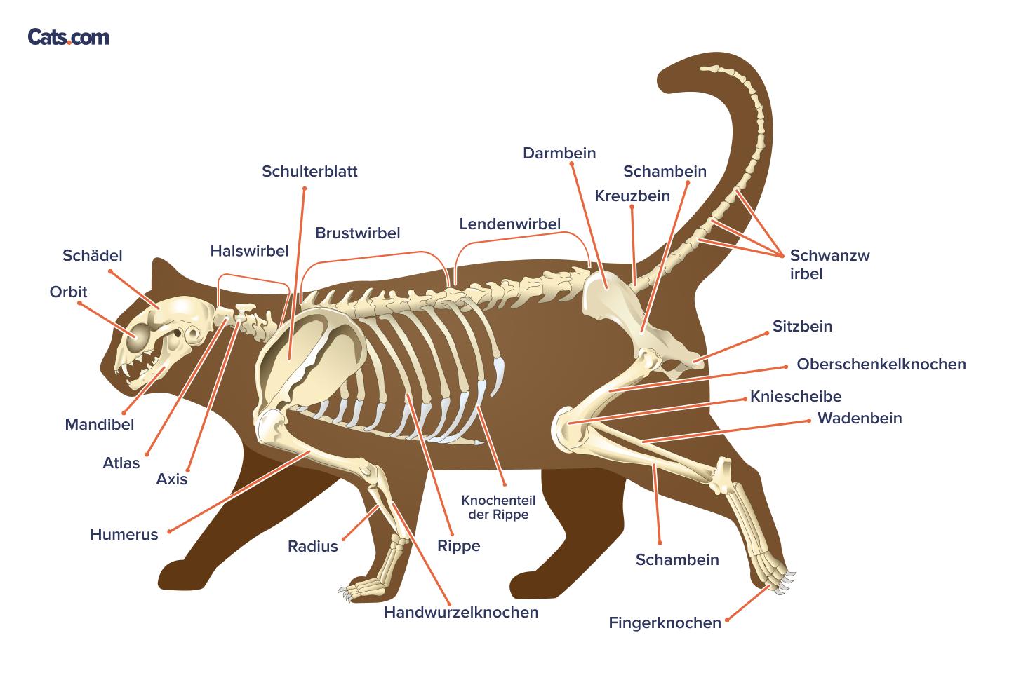 Beschriftete Knochen eines Katzenskeletts