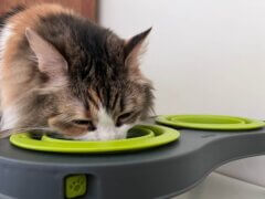 cat drinking water from elevated cat bowl