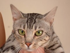 cat looking in the camera