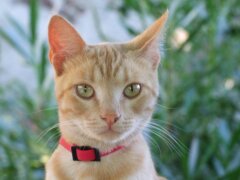 orange cat with collar