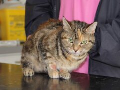 sick tabby cat