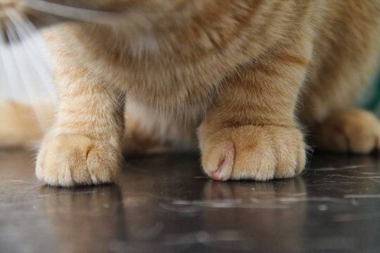 Geschwollene Pfote? So pflegen Sie Ihre Katze