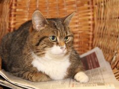 tabby cat sitting