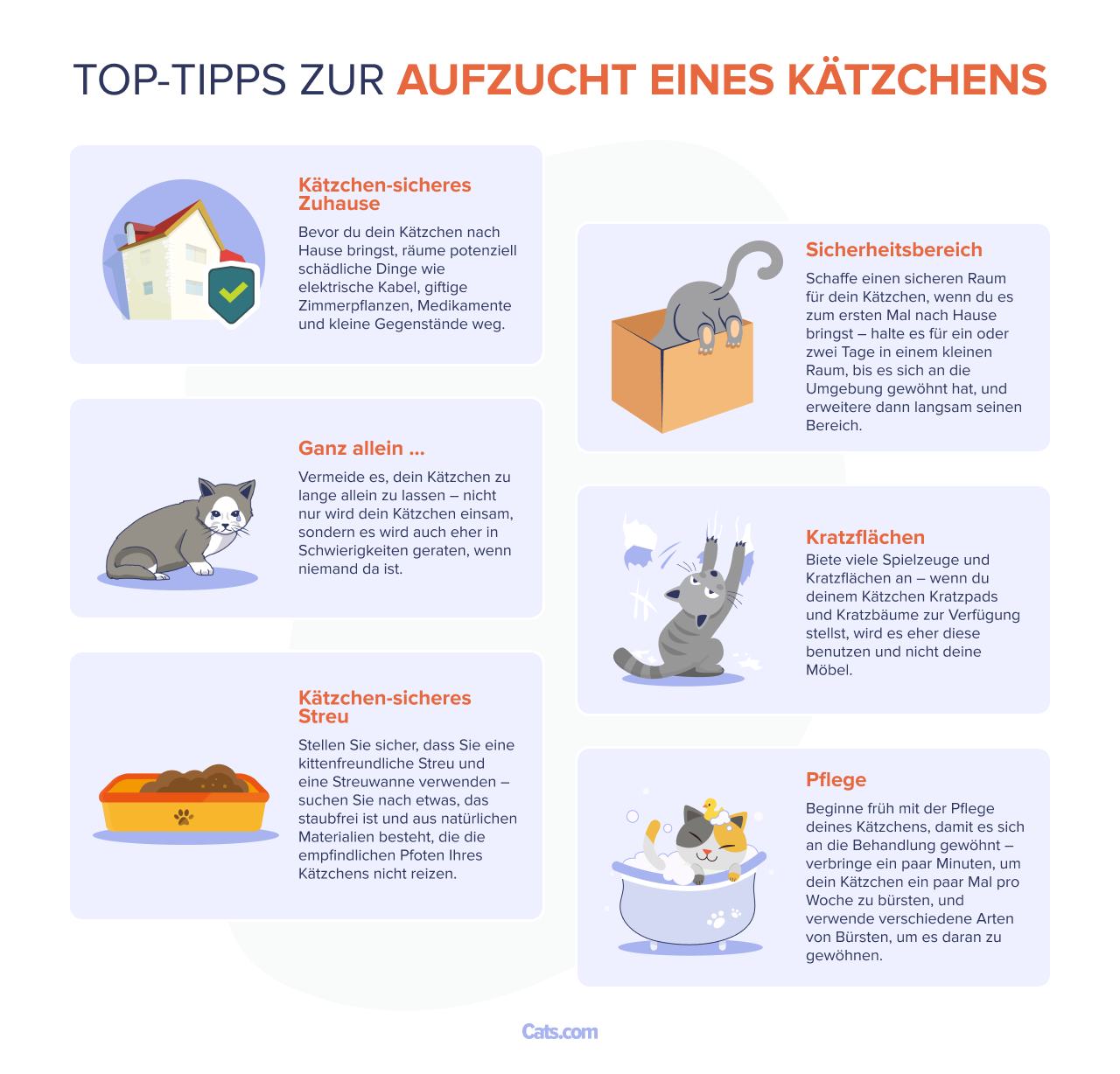Bild mit Top-Tipps zur Aufzucht eines Kätzchens.