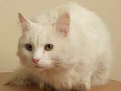 white cat with heterochromia