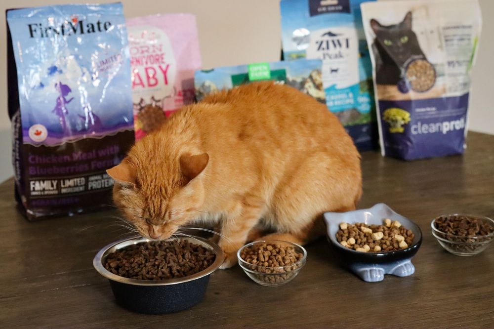 Die 10 gesündesten Trockenfutter für Katzen