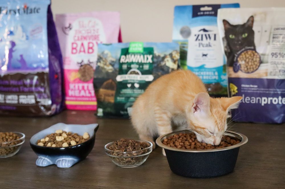 Die 10 gesündesten Trockenfutter für Katzen