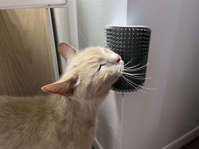 Catit Senses 2.0 Katzenspielzeug zur Selbstpflege